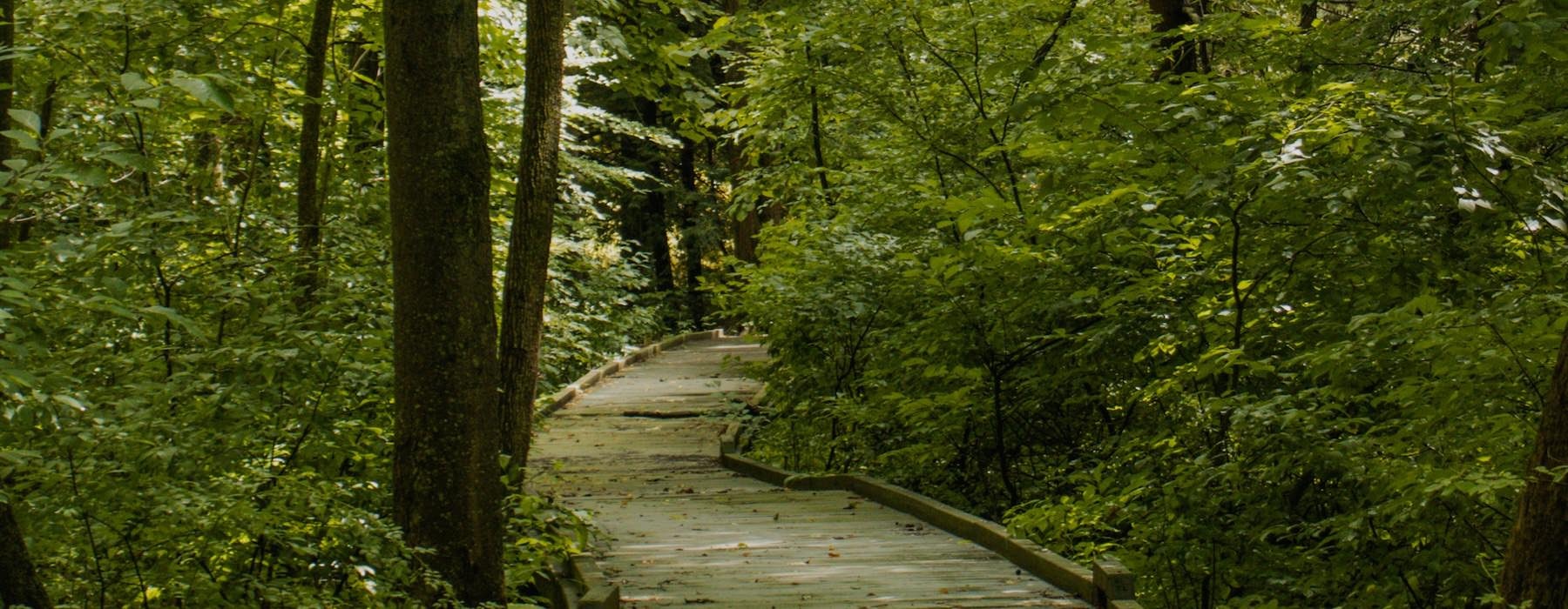 a forest with a walkway